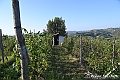 VBS_5760 - C'è un mare di velluto verde! E tu che sognavi di andare lontano... Quanta meraviglia, quì!